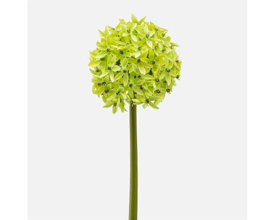 Torre &  Tagus · Fleur Allium Verte Large Par Torre & Tagus (None) - Allium Green Bloom Stem L (1 unit)