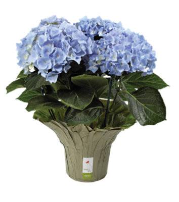 Debi Lilly Hydrangea Blue 6 Inch - Each