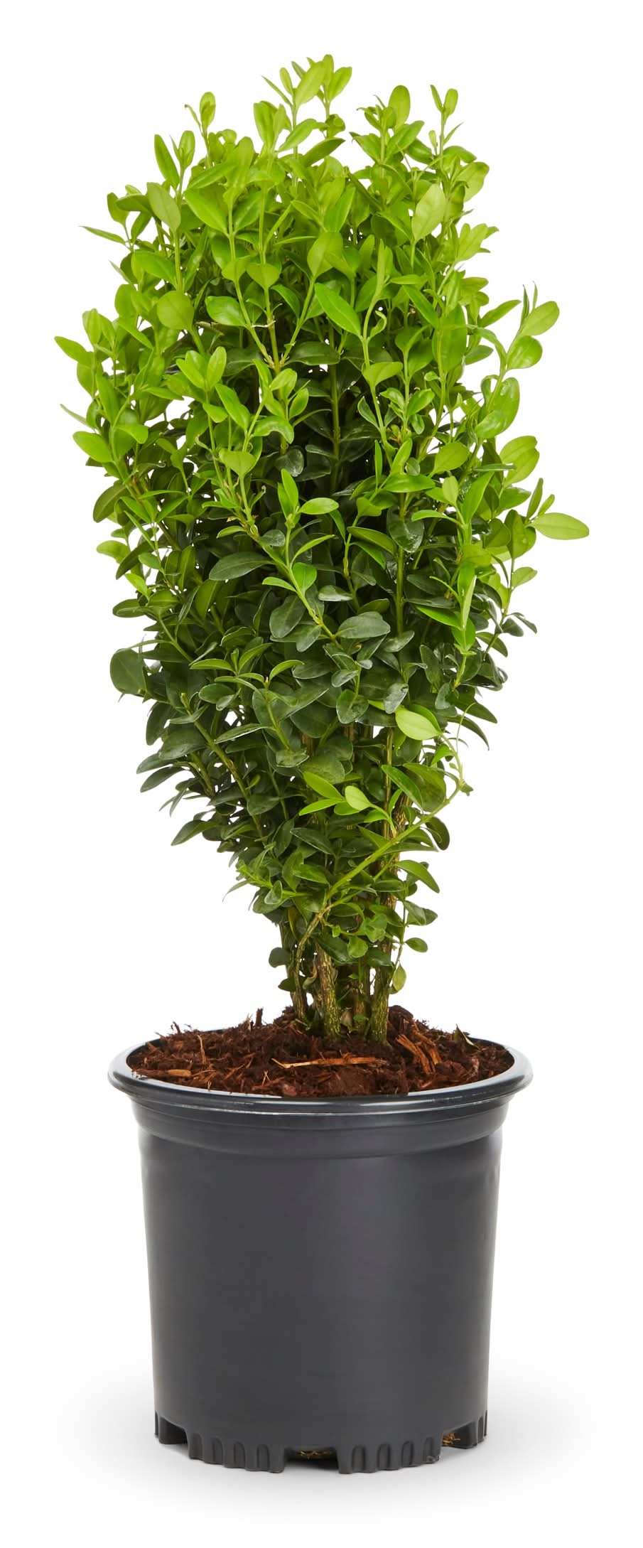 Lowe's Green Velvet Boxwood Foundation/Hedge Shrub in 1 -Gallon Pot 1.0 -Pack with Multicolor Blooms