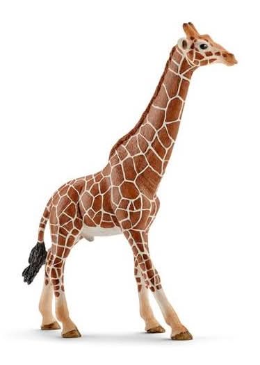Girafa Macho