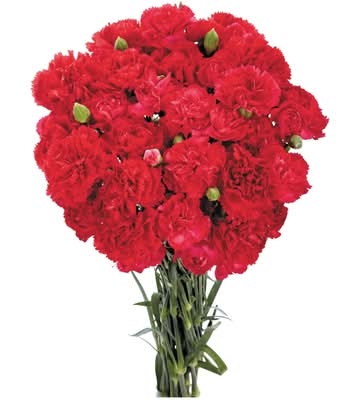 President's Choice Mini Carnation Bunch 1.0 EA