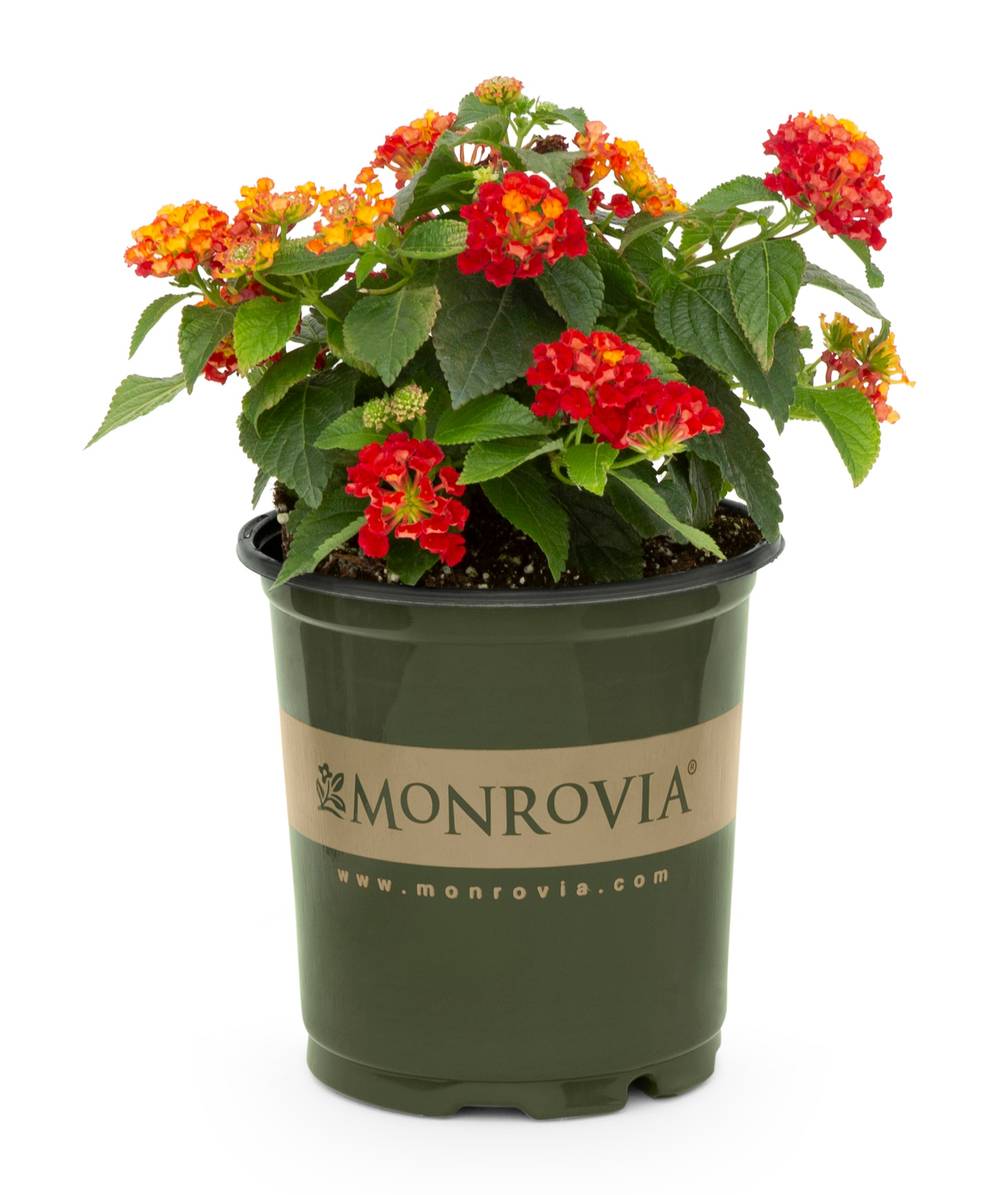 Monrovia Multicolor Lantana in 1.00 Quart(s) Pot 1 -Pack | 468777