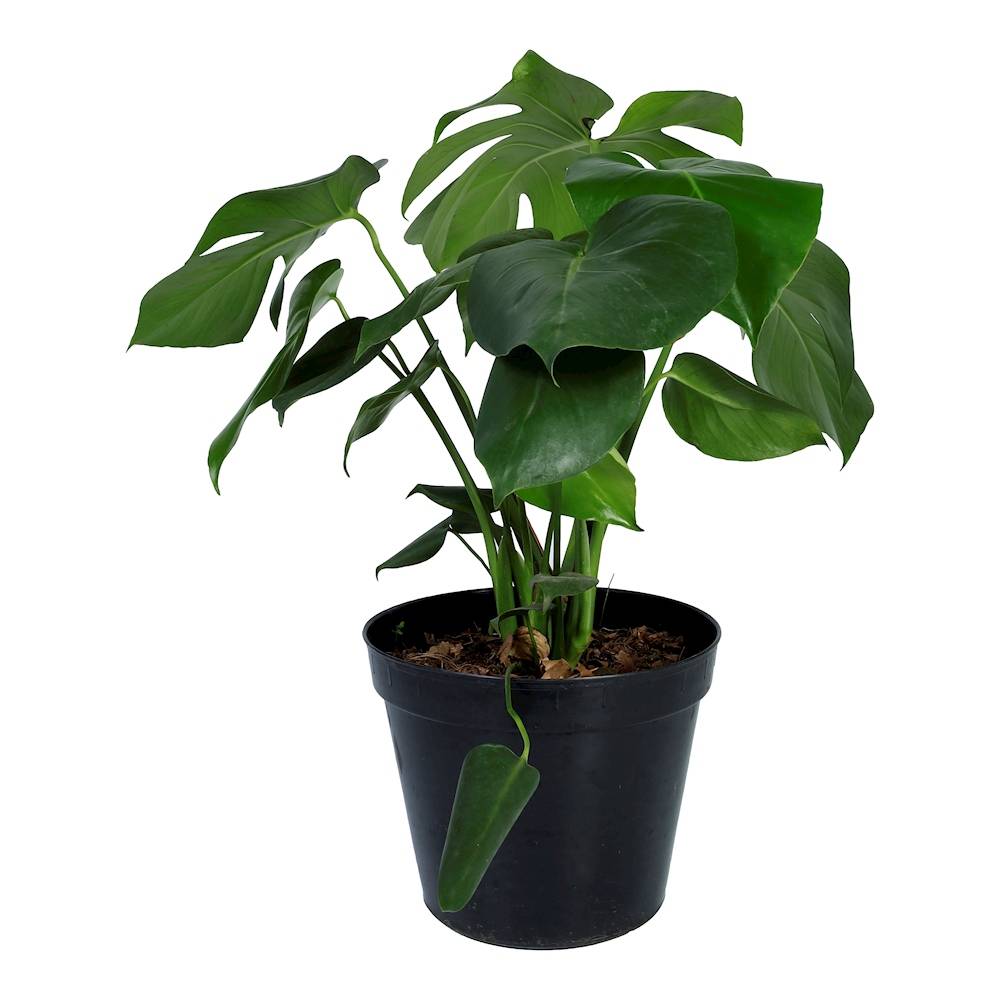 prince of orange philodendron care Tropical Philodendron Orange  Spruce Flowers and Events