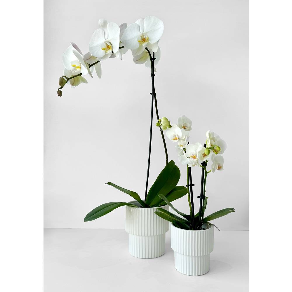 Mini Potted Phalaenopsis