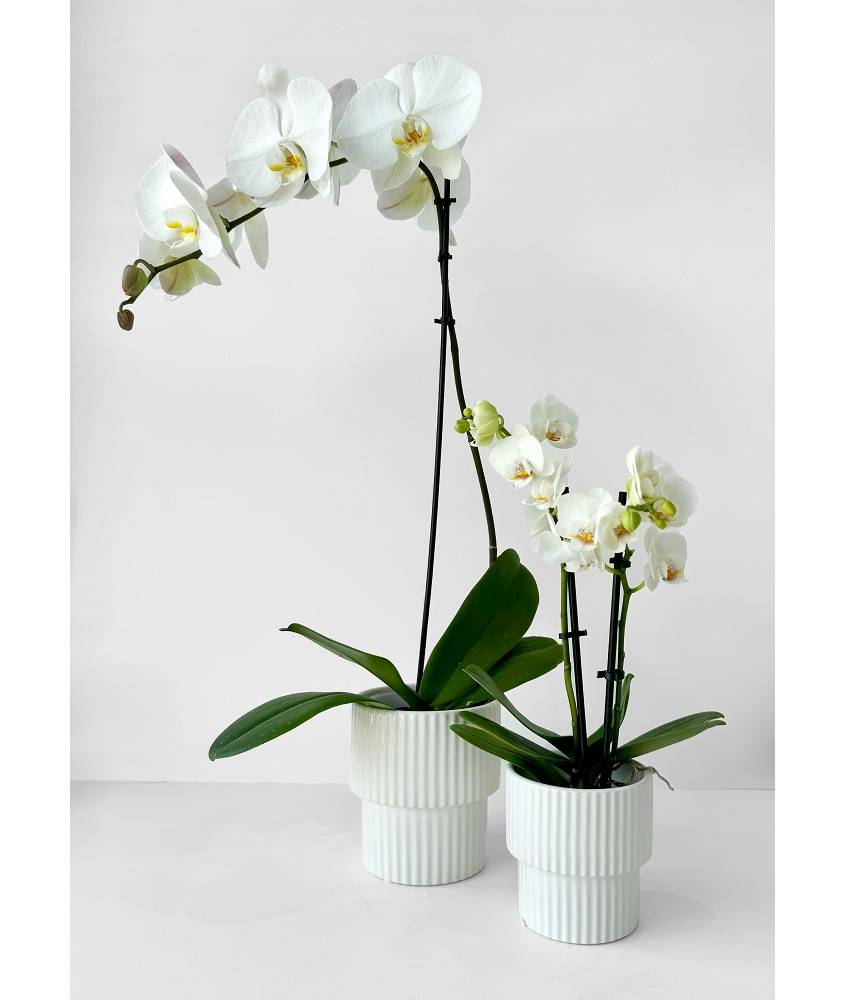 Mini Potted Phalaenopsis