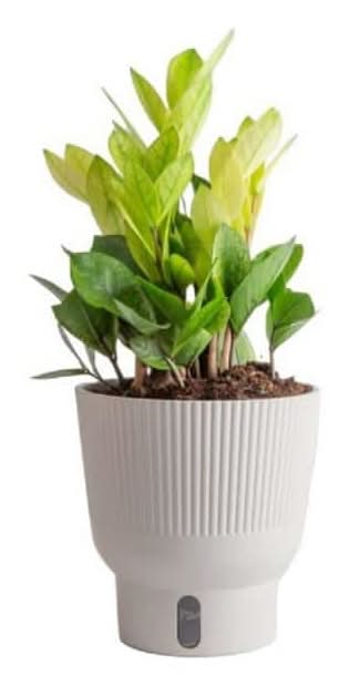 celery seeds for planting Utah 52-70 Celery Seeds For Planting (Apium graveolens) Seed Needs  Seed  Needs LLC