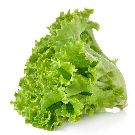 Nova laitue verte (vendu individuellement) - green leaf lettuce (1 unit)