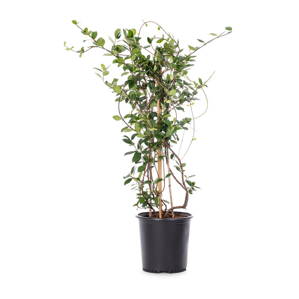 Lowe's Star Jasmine Shrub in 2.5-Quart | 462323