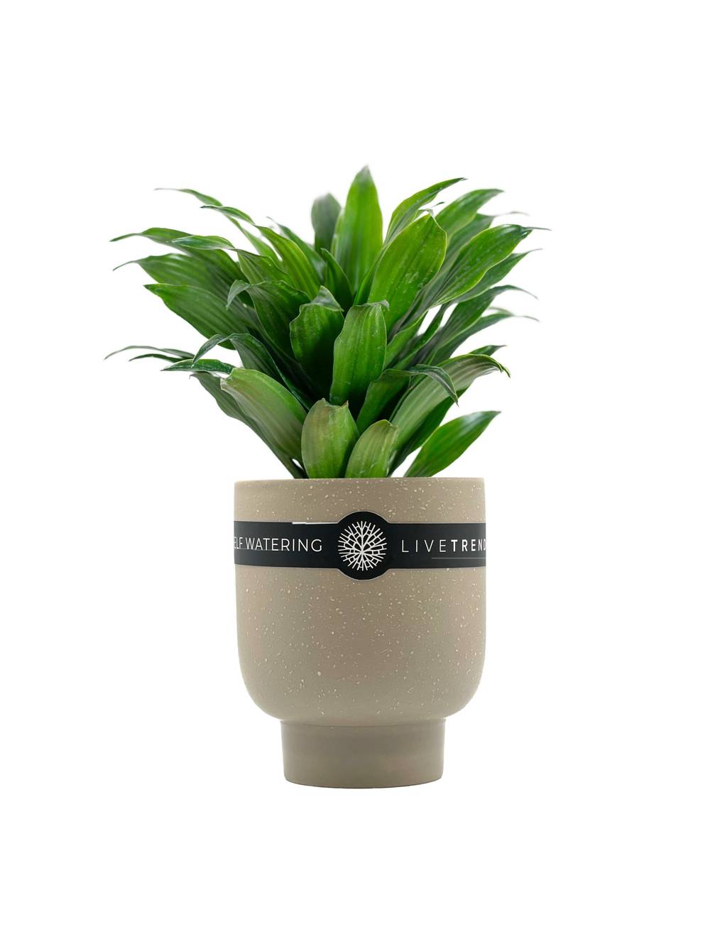 LiveTrends August Showers House Plant in 12-oz Pot | ASB07085