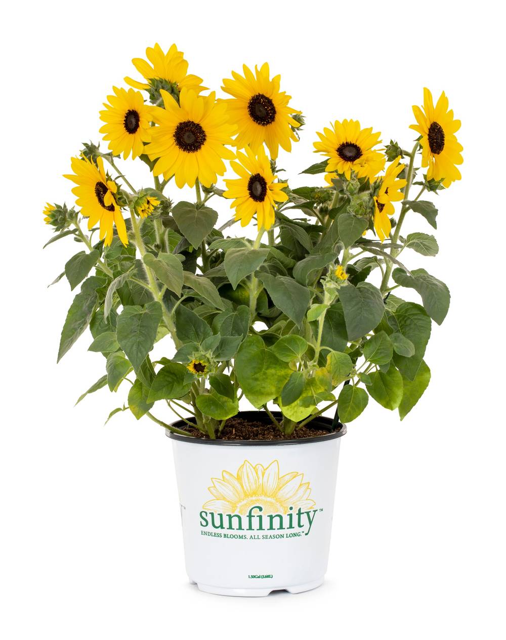 Lowe's Yellow Sunflower in 1.5-Gallon Pot | NURSERY