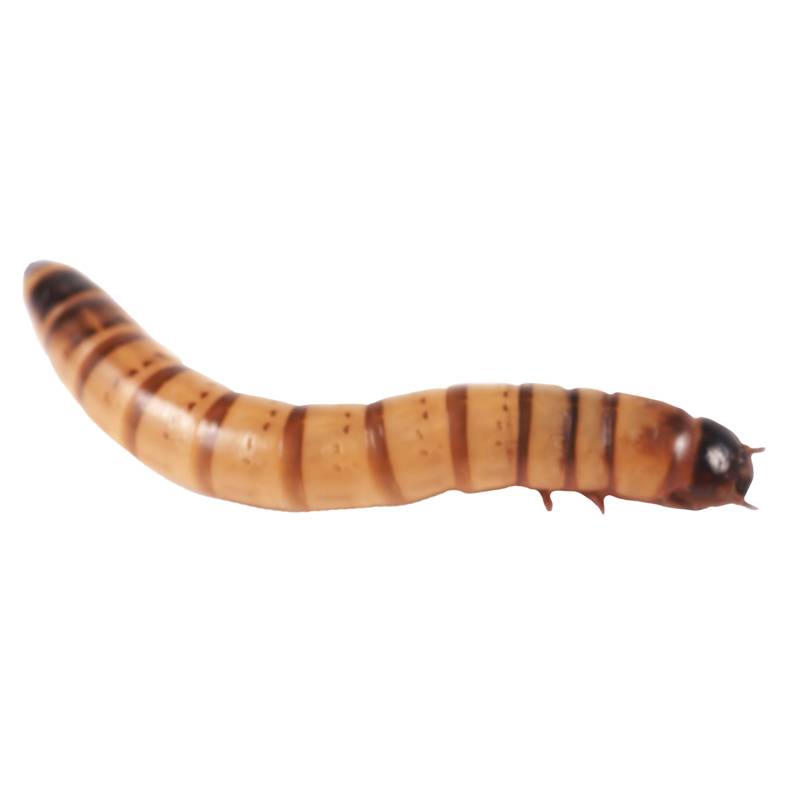 Reptifeast Superworm Cup, 50 Count - Not Available For Delivery