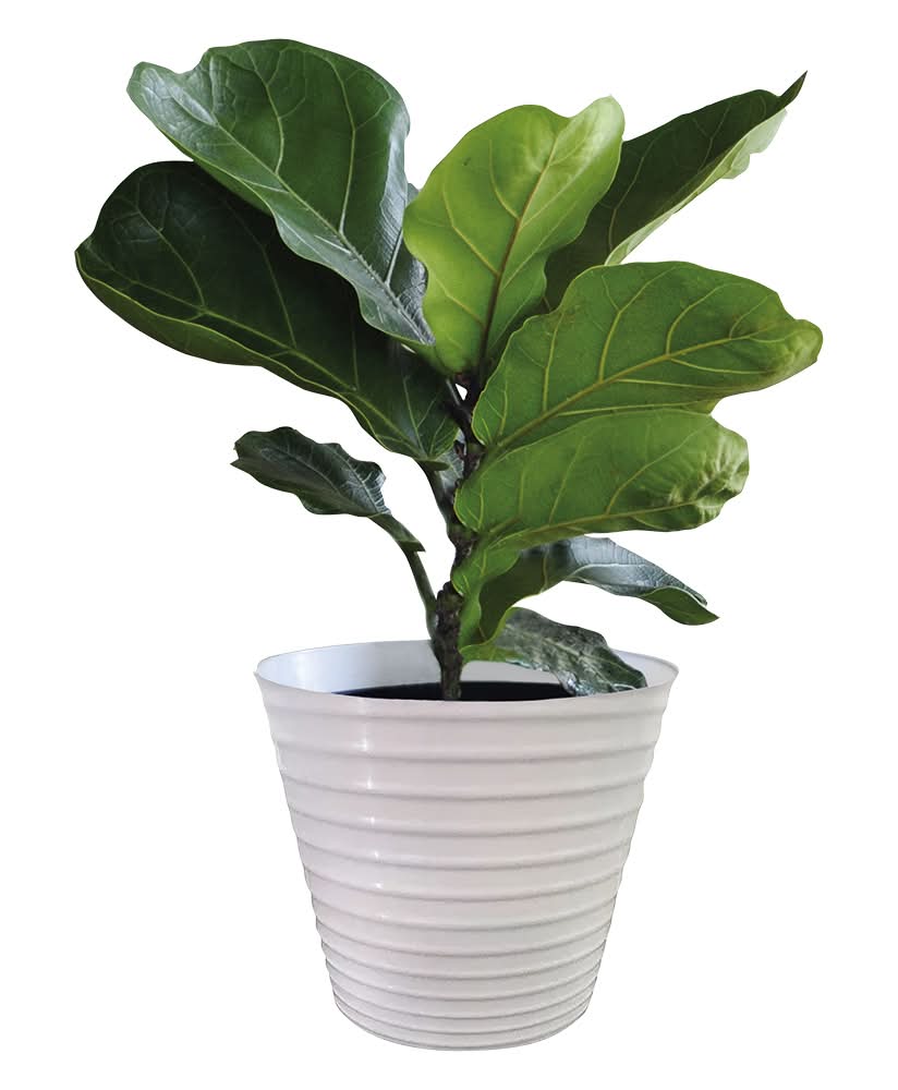 Assorted Foliage - 6"