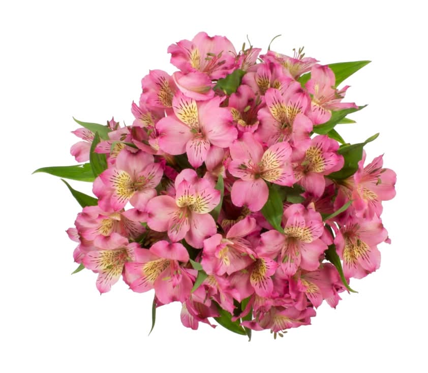 Bloom Haus Alstroemeria Fresh Flowers Bunch (6 ct)