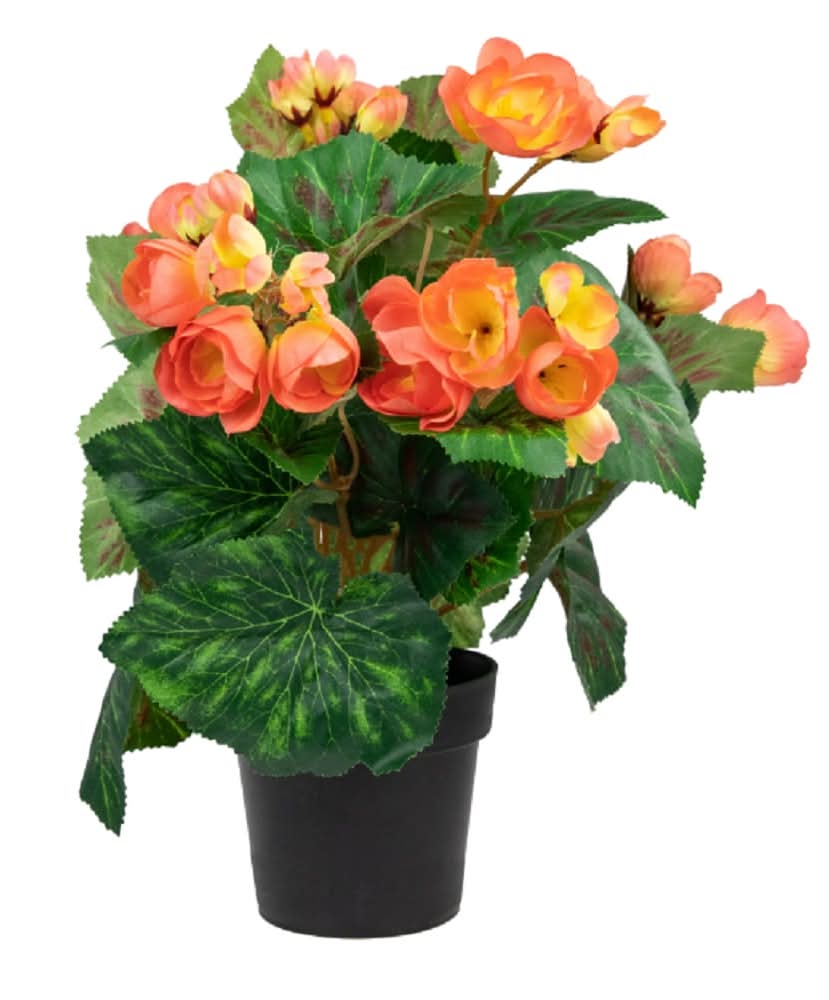 Fresh BegoniaOrange in 8" pot
