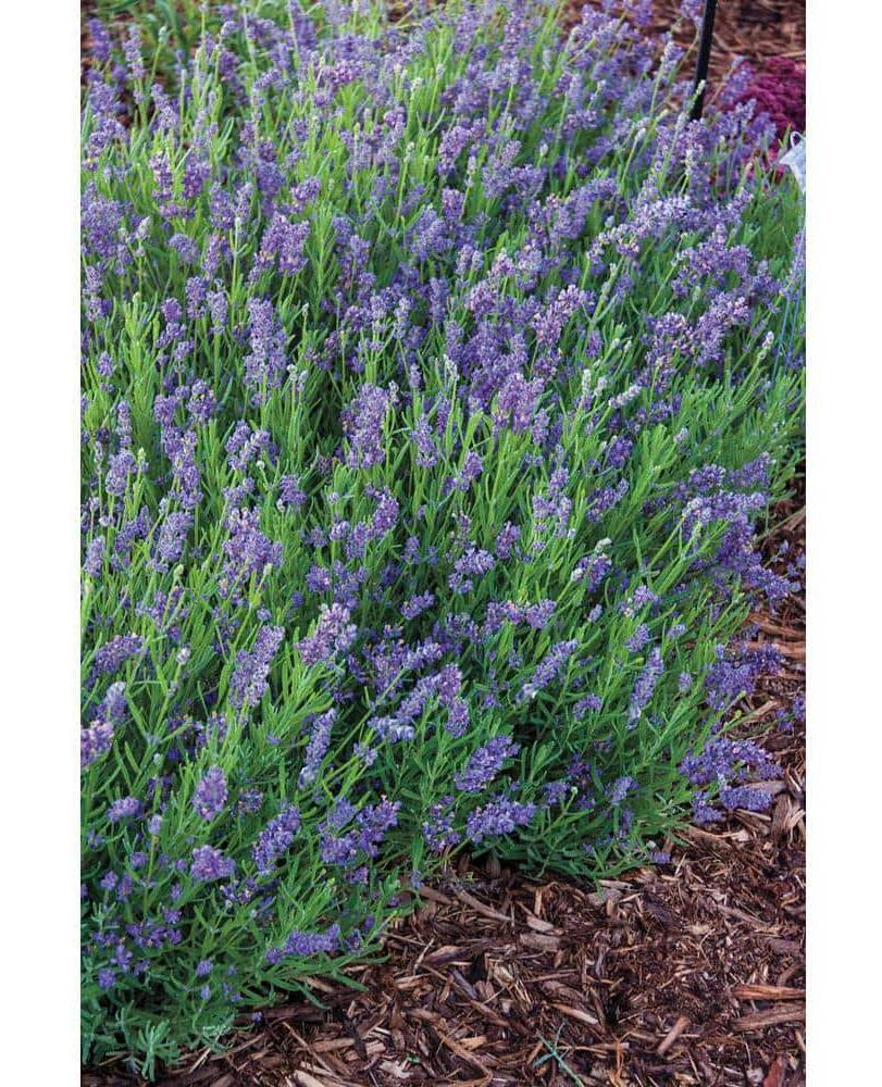 English Lavender Plant 2.5 Qt Delivery Near Me | Order Online | Uber Eats