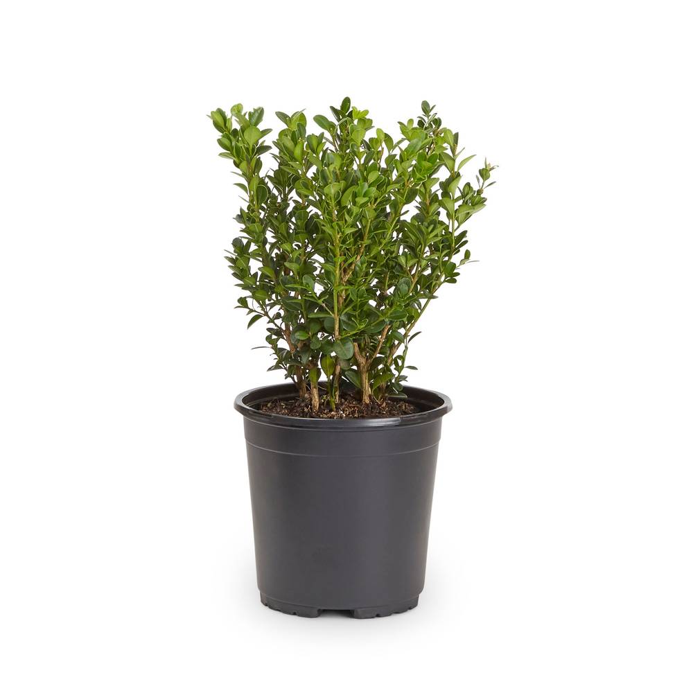 Lowe's Boxwood Shrub in 2.5-Quart | 6171