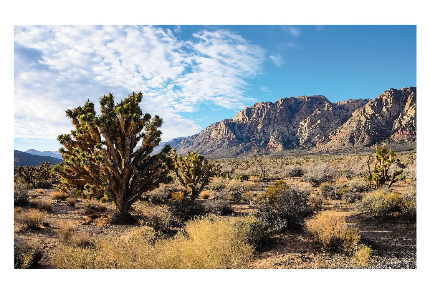 Thrive Desert Cling Background - Terrarium Background