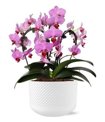 Good Little Garden Live Waterfall Orchid Houseplant in Planter, 8 in