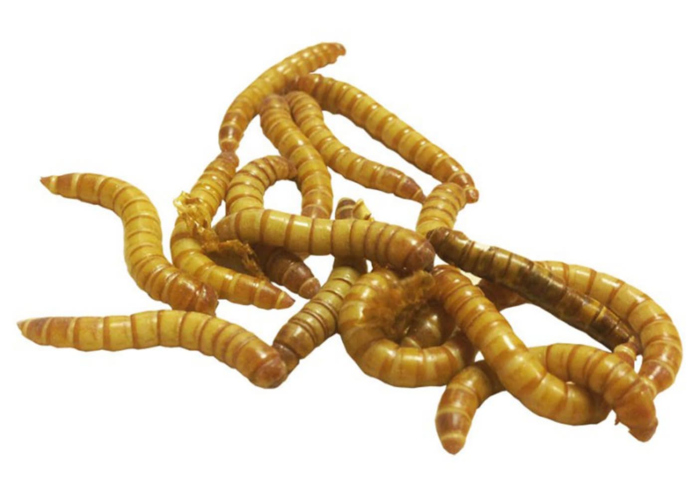 Live Regular Mealworms (Color: Assorted, Size: 50 Count)