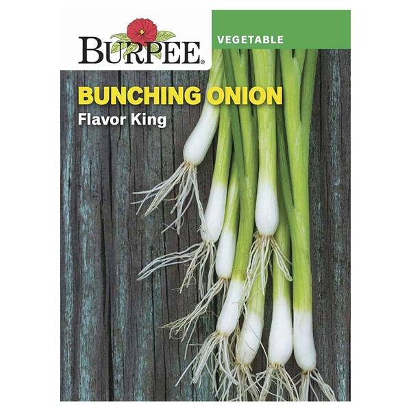 Burpee Onion, Flavor King