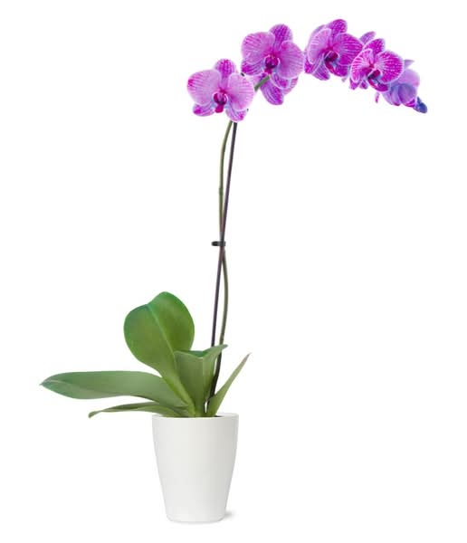 Colored Orchids In Ceramic, 5 Inch