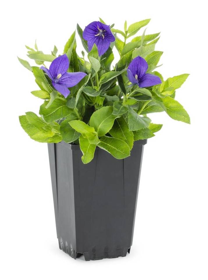 Lowe's Blue Balloon Flower Plant in 1 -Quart Pot 1.0 -Pack | NURSERY
