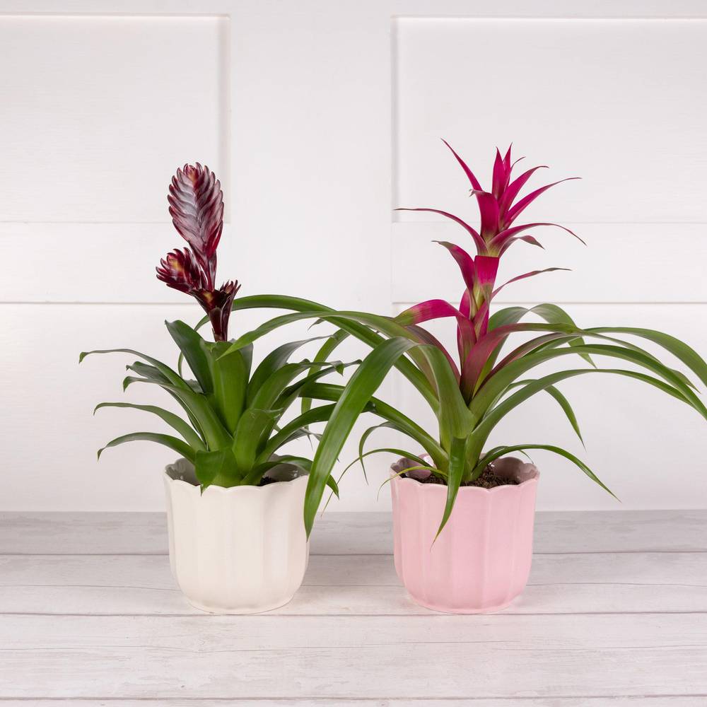 The Floral Collection Bromeliad