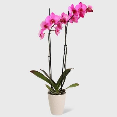 Good Little Garden Watercolor Orchid in Decorative Planter Pot, 5 in, Pink