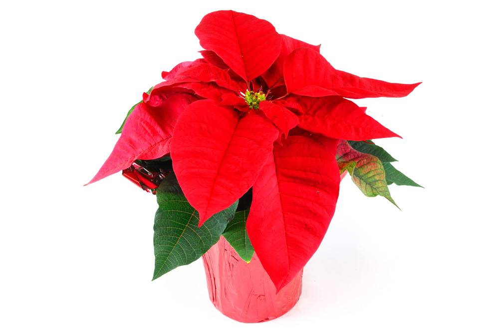 Heimos Poinsettia-4 Inch (4 in)