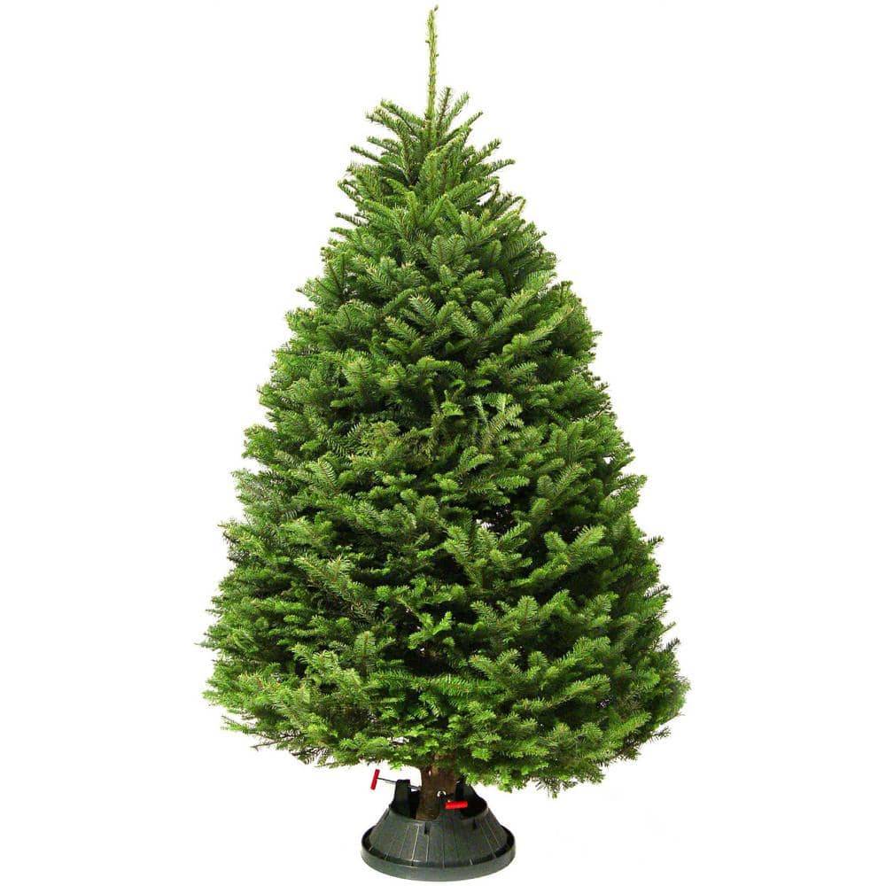 Live Freshly Cut Fir Christmas Tree With Stand, 3-4 Ft