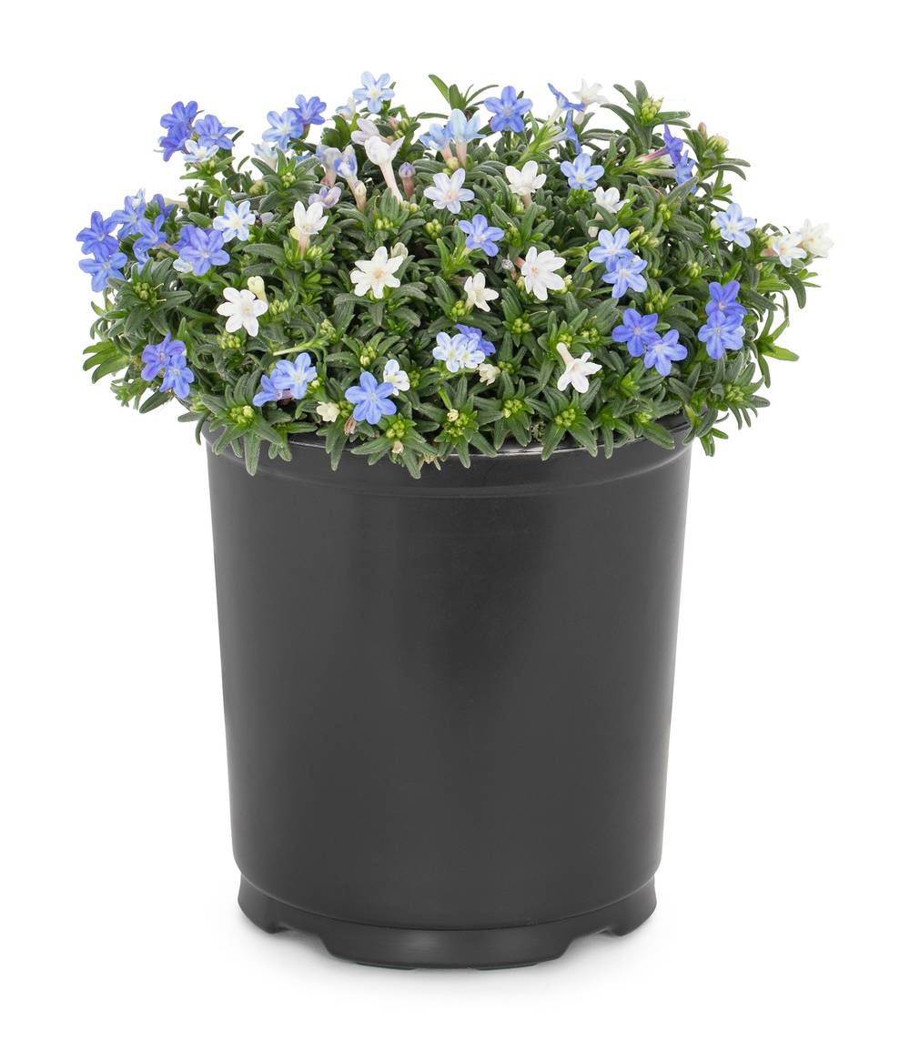 Lowe's Blue Star Lithodora Creeping/Trailing Perennial Plant