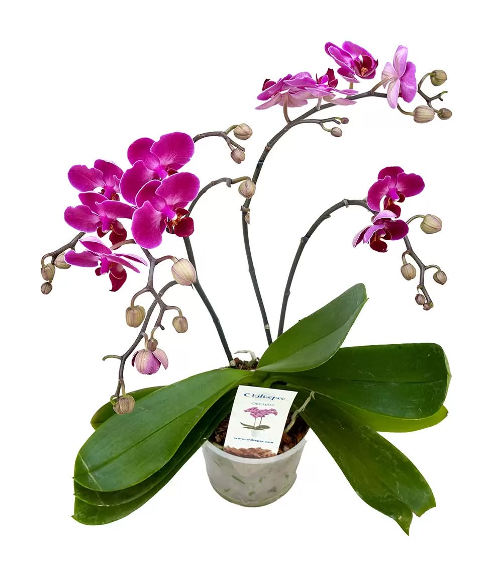 Orquídea con maceta
