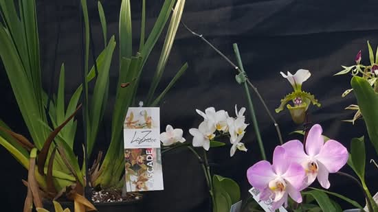 Tropical Orchids Portugal (PARENT)