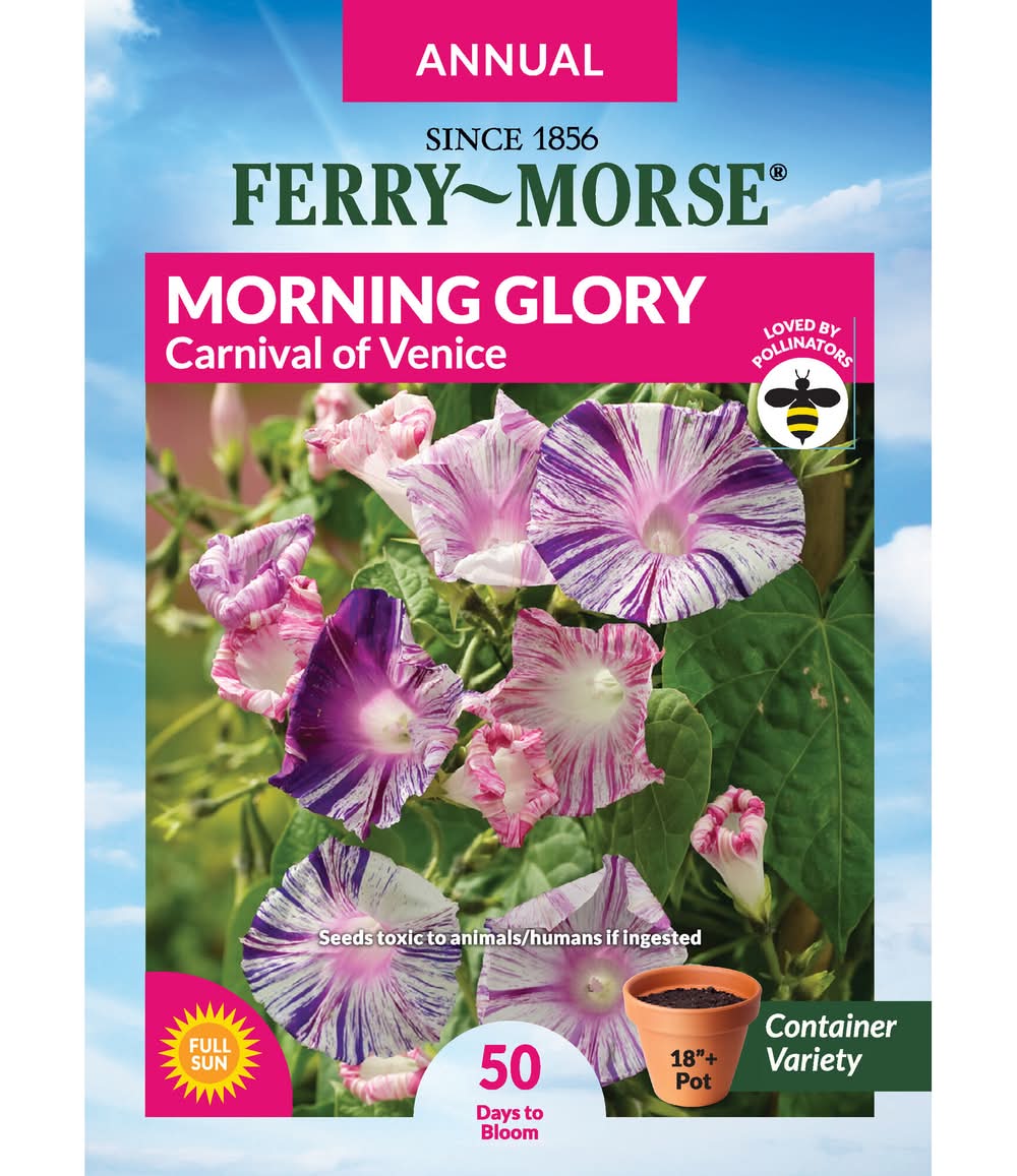Ferry-Morse Morning Glory Seeds 1.1 Gram(s)