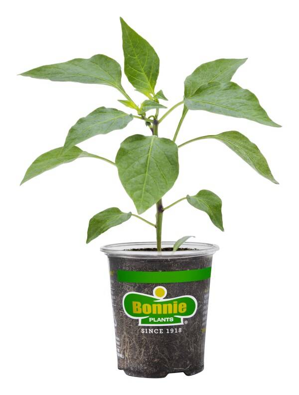 Bonnie Plants Thai Hot Pepper 19.3 oz.