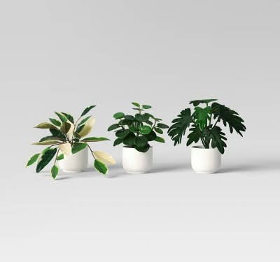 Room Essentials Core Plant Multipack, White