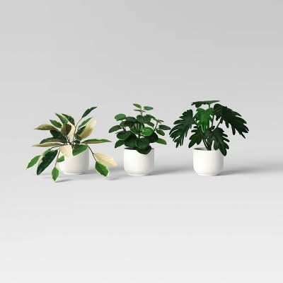 Room Essentials Core Plant Multipack, White