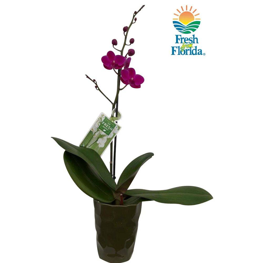 Floral Potted Orchid in Ceramic (4 inch)