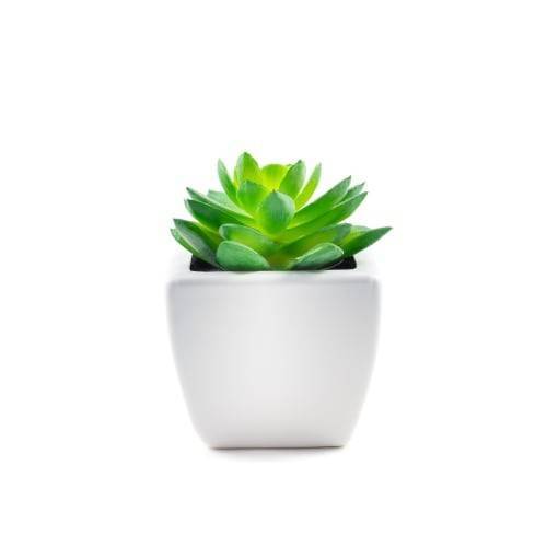 5 Inch Succulent in Plastic Pot (1 ct)