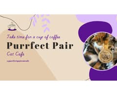 Purrfect Pair Cat Cafe (N Anderson Rd)