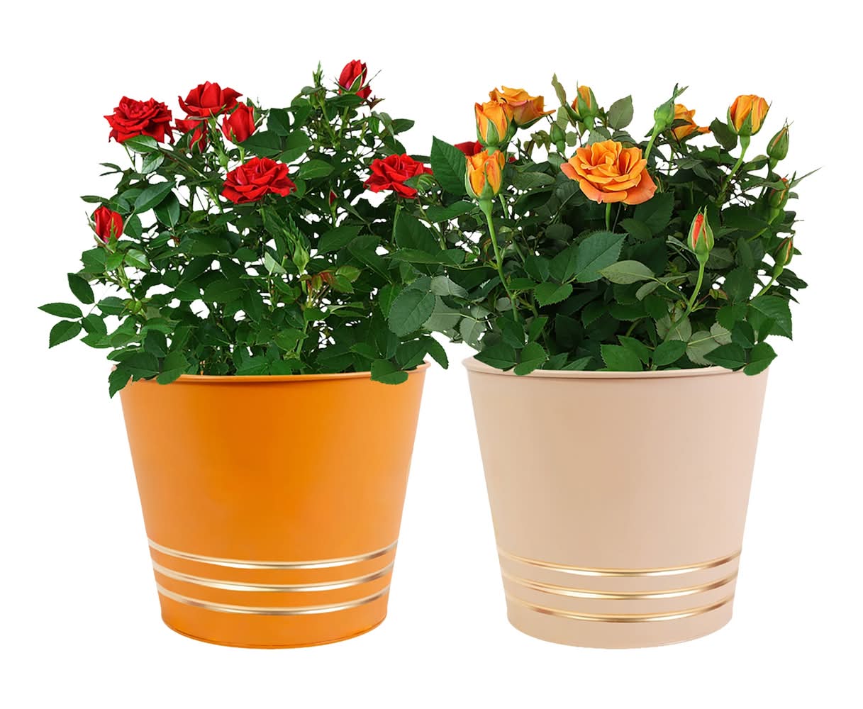 Autumn Breeze Mini Rose, 4 in