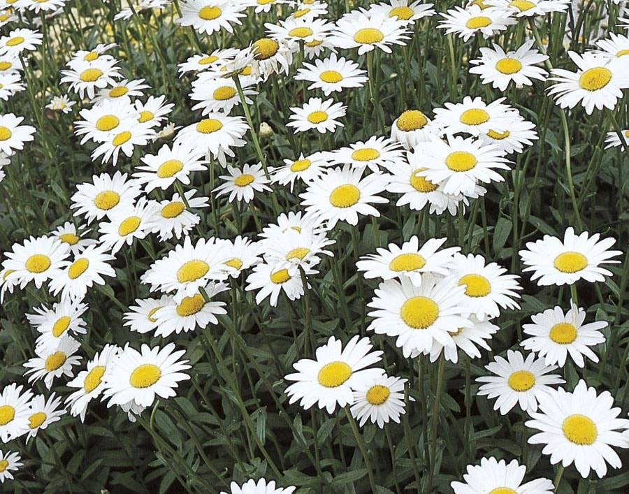 Lowe's Multicolor Shasta Daisy Plant in 2.5 -Quart Pot | NURSERY