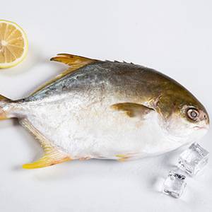 Frozen Whole Golden Pompano, 400-600 gram, gutted and scaled, 10 lb (1 Unit per Case)