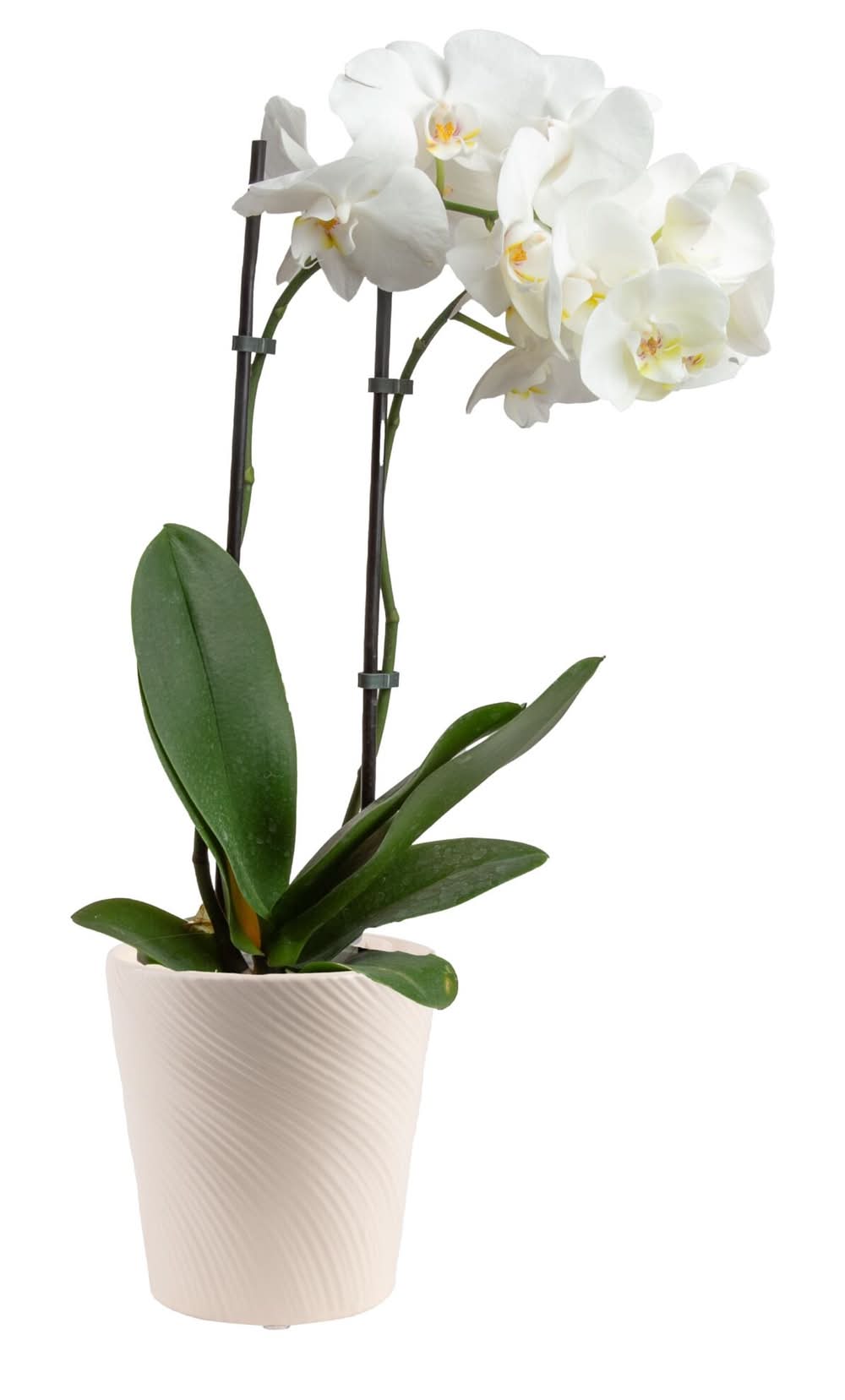 Costa Farms White Specialty Phalaenopsis Orchid House plant in 15 Ounce(s) Planter 1 -Pack