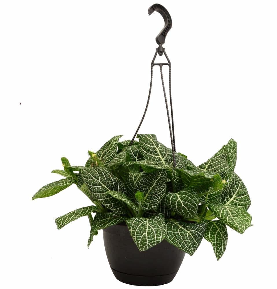 artifical indoor plant 32in Tall Real Touch Dracaena Plant In a White Pot – Jamali Garden