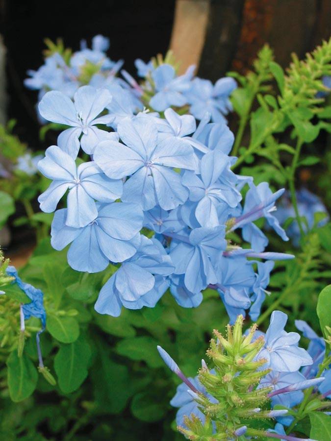 Lowe's Multicolor Plumbago in Gallon(s) | 374910