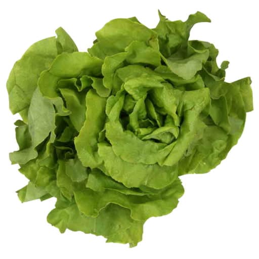 Gourmet Lettuce