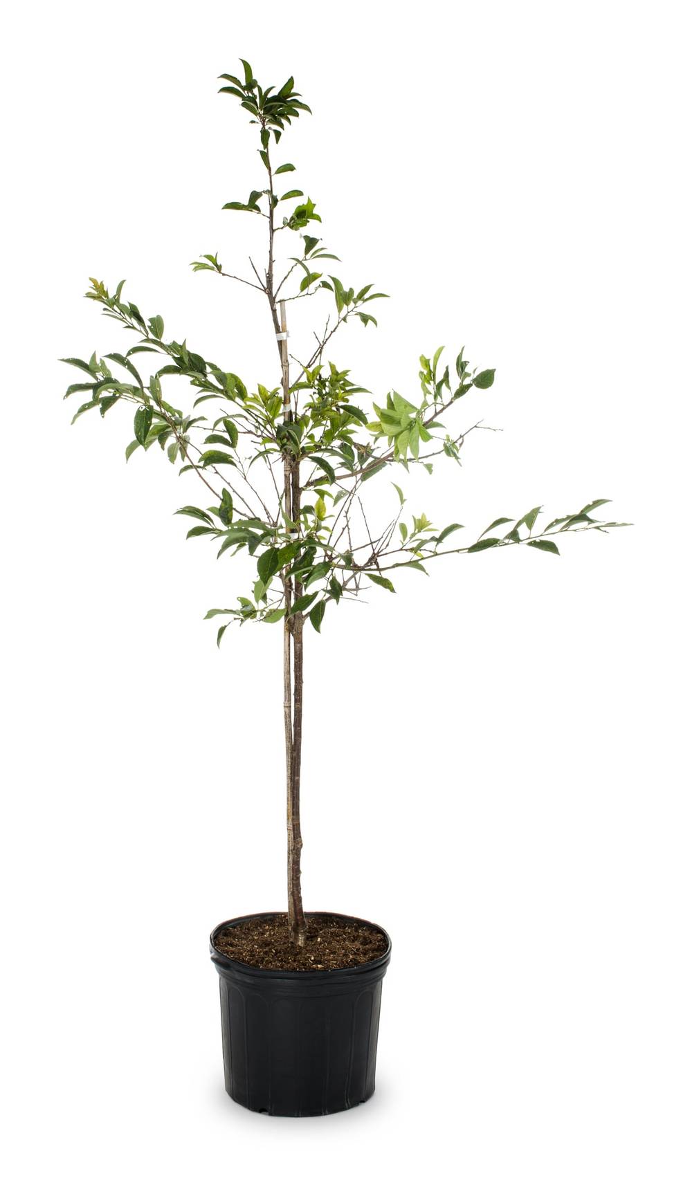 3.58 -Gallon Keiffer Pear | 162611