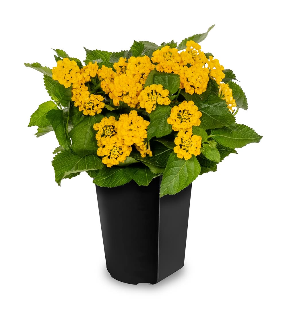 Lowe's 2 Quart(s) Multicolor Lantana 1 -Pack - Low Maintenance