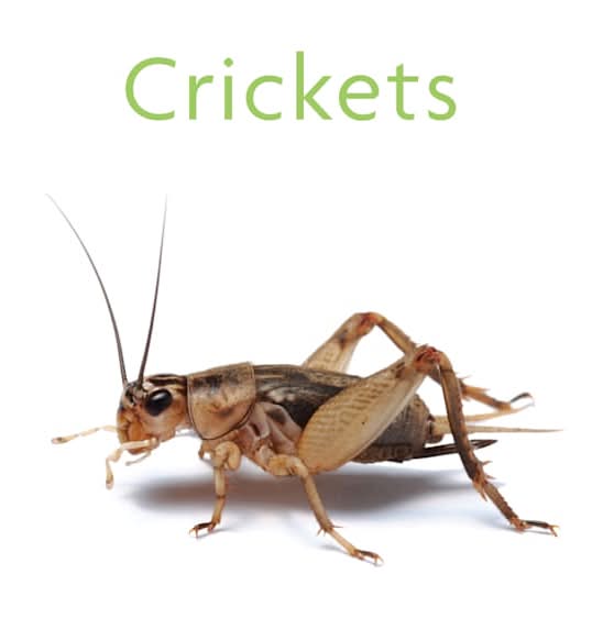 Imagitarium Vita-Bugs Crickets, 2/3 in (36 ct)